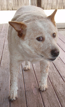 Mahlia before