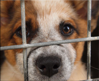 Australian Working Dog Rescue